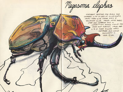 Megasoma elephas color study colored pencils drawing elephant beetle illustration inks insects prismacolor sketch sketchbook