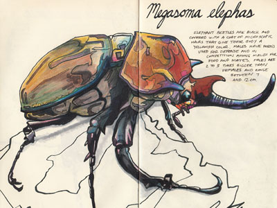 Megasoma elephas