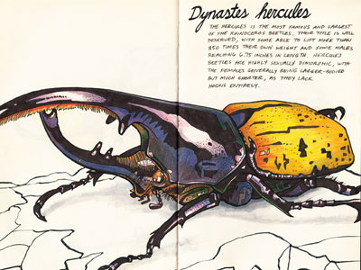 Dynastes hercules