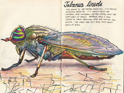 Tabanus lineola color study colored pencils drawing illustration inks insects prismacolor sketch sketchbook striped horse fly