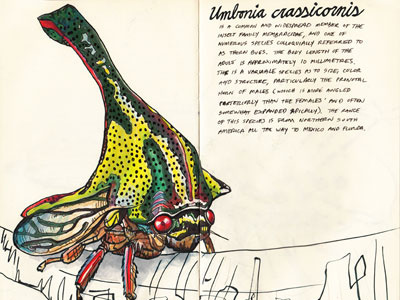 Umbonia crassicornis color study colored pencils drawing illustration inks insects prismacolor sketch sketchbook thorn bug