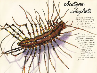 Scutigera coleoptrata color study colored pencils drawing house centipede illustration inks insects prismacolor sketch sketchbook
