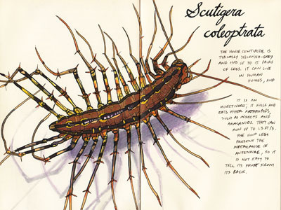 Scutigera coleoptrata