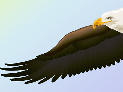 Eagle illustration vector drawing
