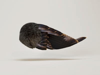 Bird Wing