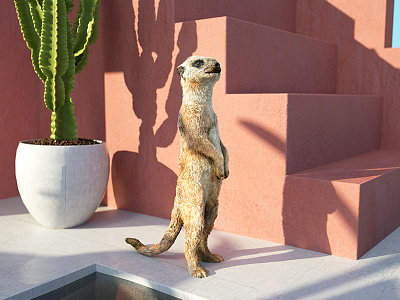 Poolside Meerkat 3d architecture c4d cactus illustration mammal meerkat pink rose summer vibes