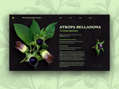 Poisonous Plants: Atropa Belladonna design green nightshade plants poison ui ux vector web