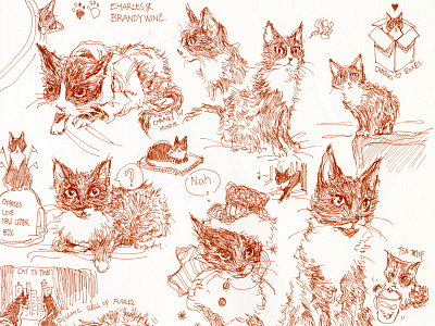 kitty sketch! cat cat illustration cute graphic illustration ink sketch