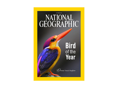 National Geographic Cover 1 bird bird of the year colorful cover kingfisher magazine national geographic oriental dwarf kingfisher