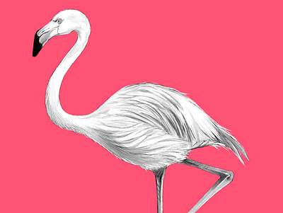 Flamingo bird drawing illustraion