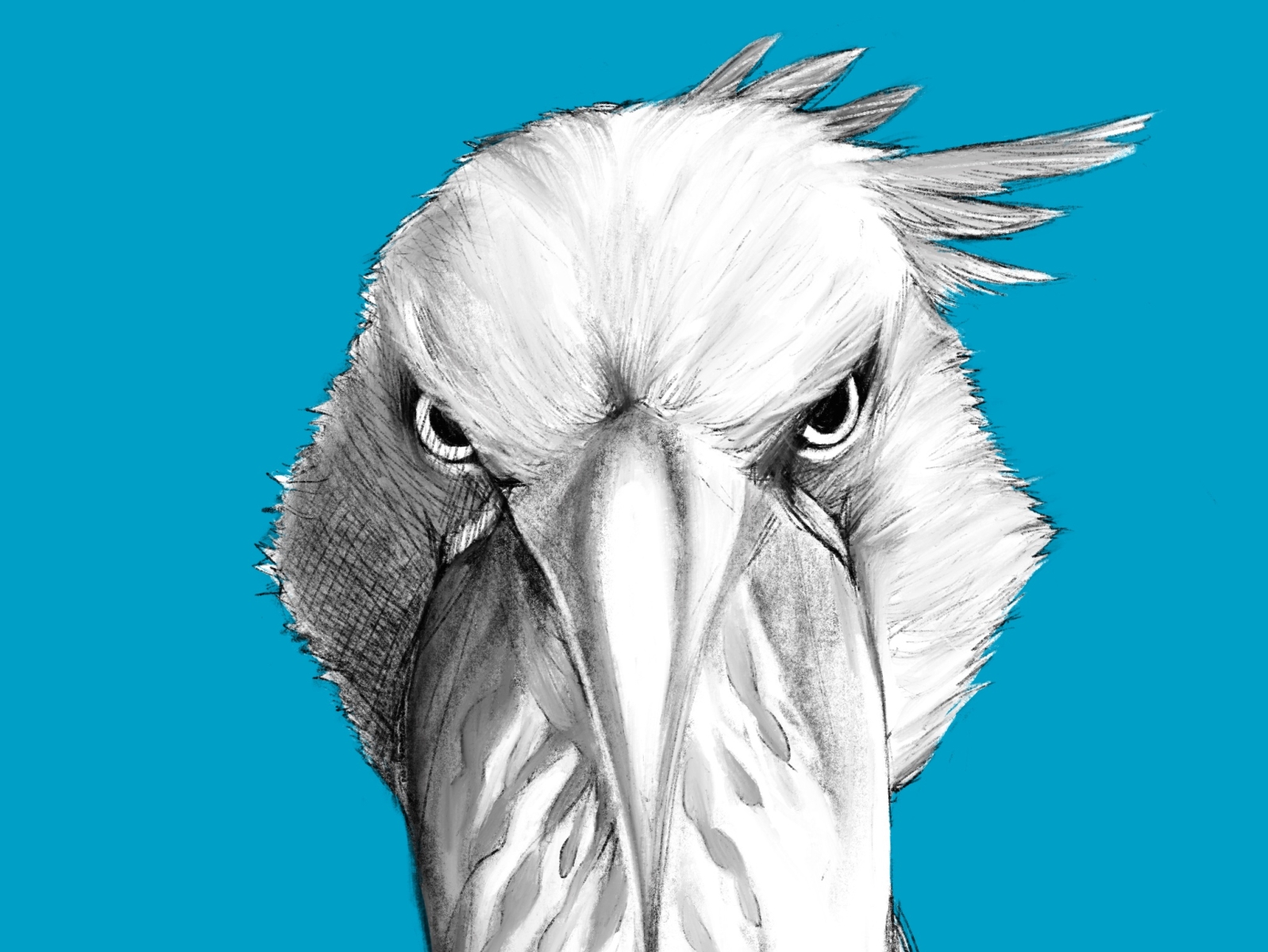 Head of a shoebill An illustration of the face of a large bird is  depicted A bright portrait is depicted on a white background Vector  graphics Animal logo 19048763 Vector Art at