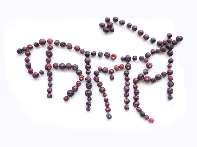 फालसे | Phalsa | Indian Purple berries artoftype berries devnagari food type fruits hindi summer typography