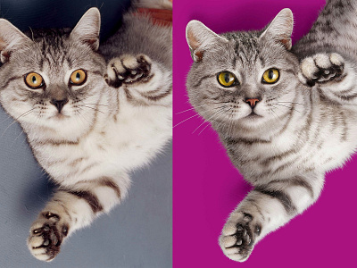 Cat cat drawing illustration key visual packaging photoshop retouch retouche photo retoucheur retouching