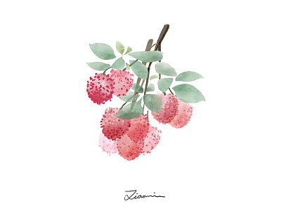 Lychee fresh fruits illustration lychee pink summer watercolor