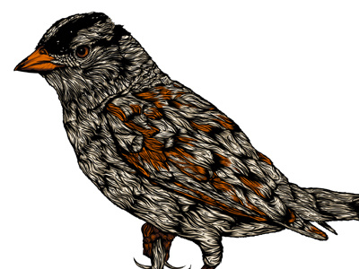 Sparrow Done (Kinda) 2 bird branding illustraion orange photoshop tan