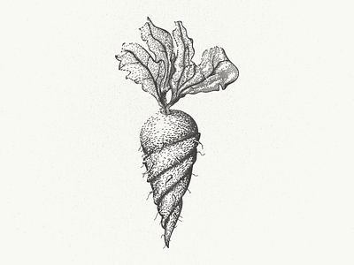 Die verdrehte Wurzel beet carrot deutsch german gnarled illustrator mangled root rutabaga turnip twisted vegetable