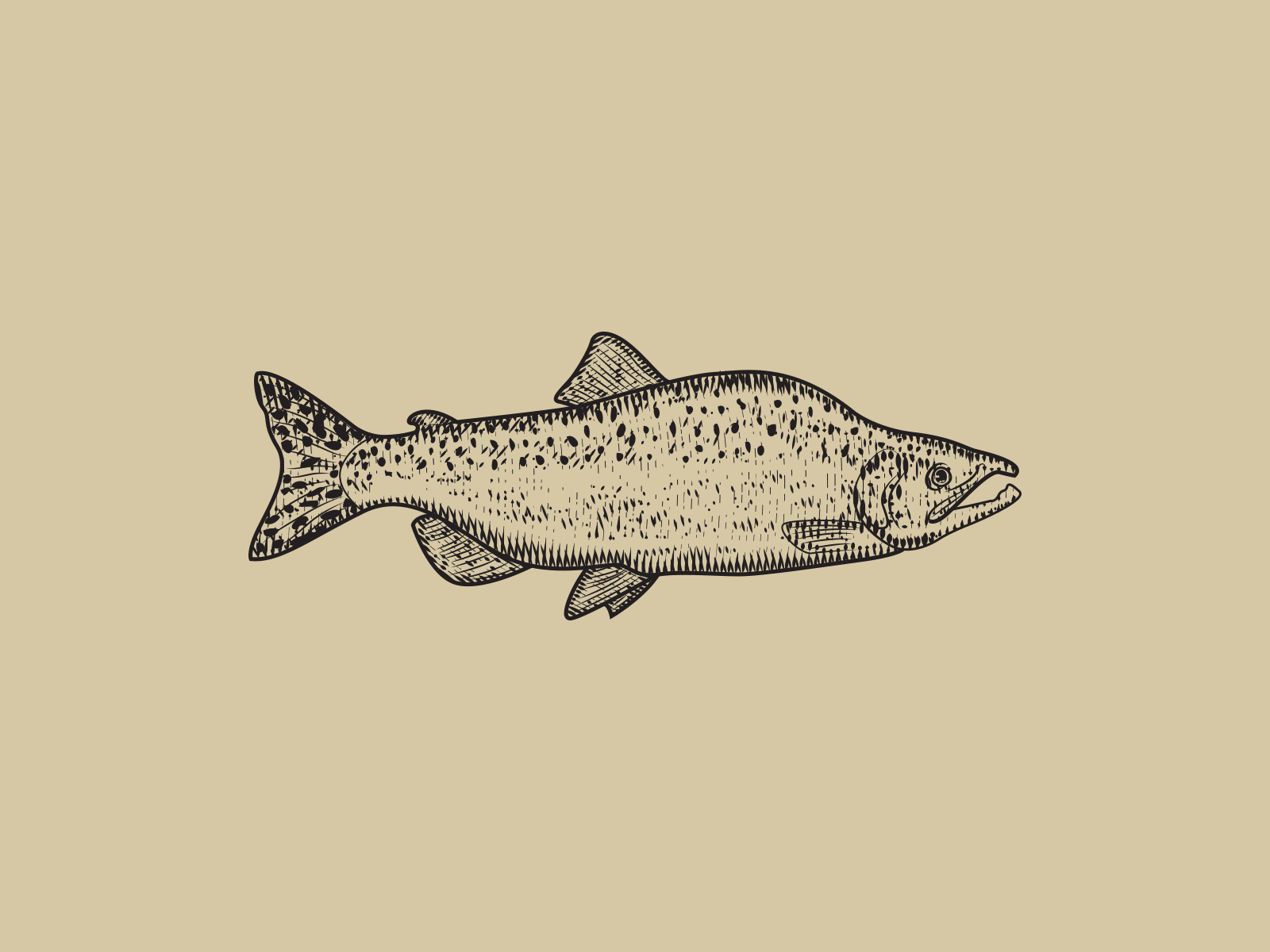 RIVER TO SEA branding classic design engraving fish fish logo fishes illustration ilustration logo nature sea