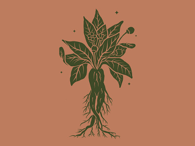 Mandragora botanical branding design illustration leaves logo magic magical mandragora mystic nature plants