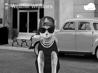 Breakfast At Tiffany's and app black cat color design grey meow no weather whiskers white