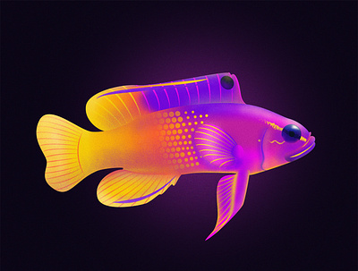 Royal Gramma Fish design fish fishes illustraion illustration illustrator noise noise shadow series vector