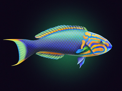 Lunare Wrasse Fish fish fishes illustraion illustration illustrator noise noise shadow series shadow vector