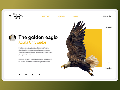 The Daily Eagle adobexd birds brand and identity branding design eagles india minimal ornithology type typography ui ux web webmagazine website
