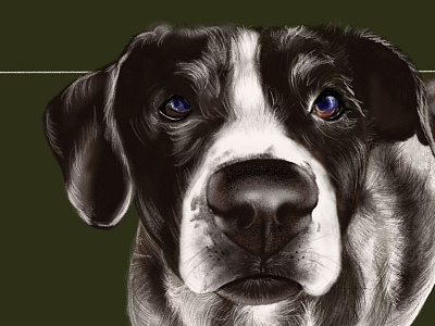 Hossa Illustration dog drawing illustration ipad procreate sketch