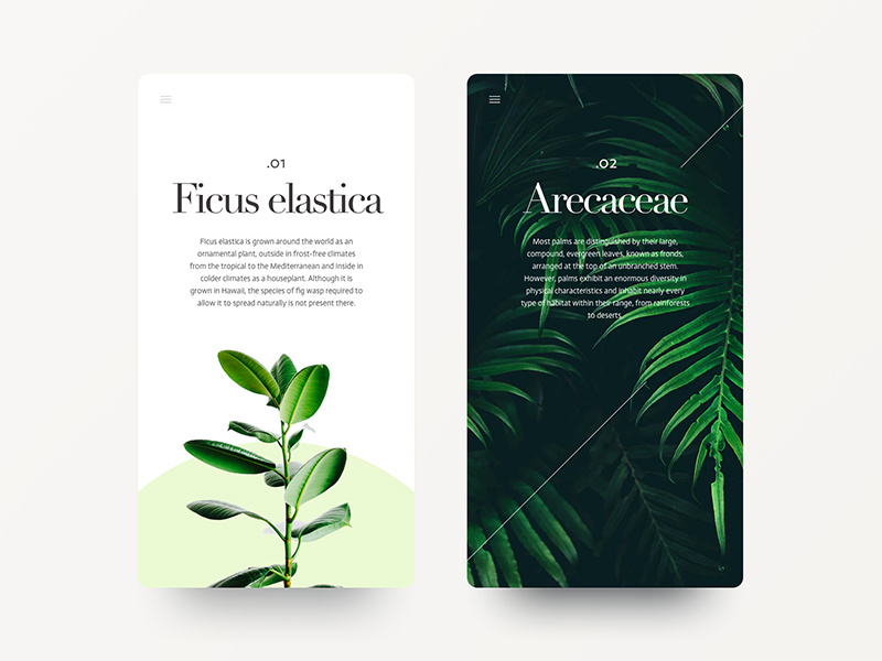 Fonts foliage dribbble