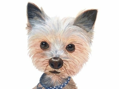 Grandy the Yorkie Puppy hand drawn illustration painting pet portrait portrait painting watercolor