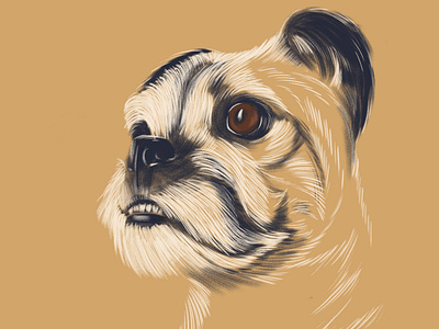 Old pug