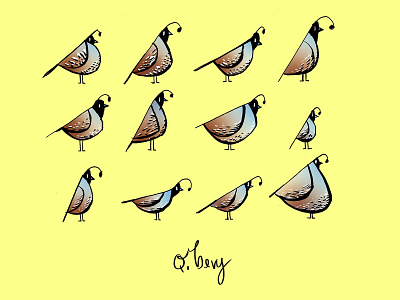 A Bevy of Quails - Part of Nomencreatures bird illustrations birds personal project quails