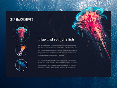 karang series - jellyfish