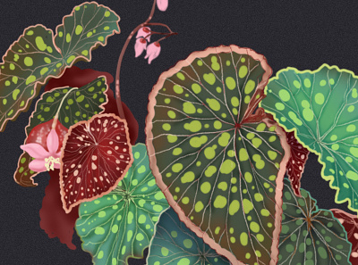 Begonia begonia botanical botanical art concept art digital illustration editorial illustration illustration istanbul nature plant