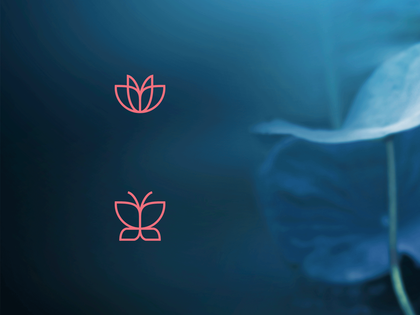 Orilandia mark idea animated animation beauty brand identity branding butterfly cosmetics creative design feminine gif icon identity logo logo design lotus mark motion symbol vector