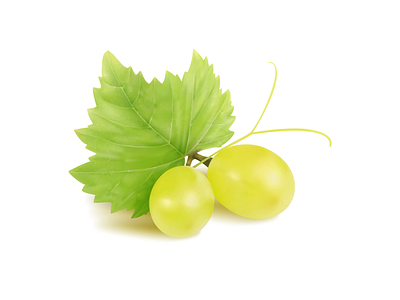 Grapes vector illustration by Asraful on Dribbble