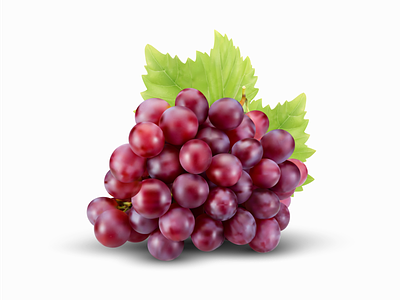 Red grapes vector