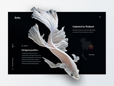 Betta Origin fighting fish map pulse serif siamese thailand webdesign