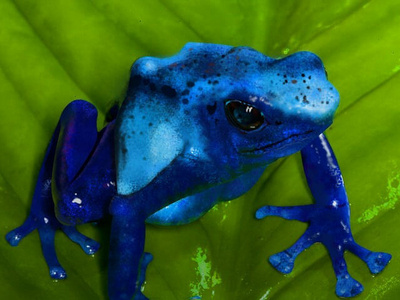 Dart Frog