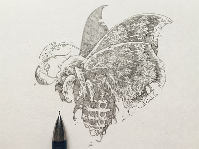 Moth butterfly drawing further up graphic graphite handdrawing illustration insect ivan belikov moth pencil sketch