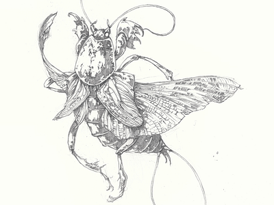 Mole Cricket drawing further up graphic handdrawn illustration ivan belikov ivanbelikov mole cricket pencil sketch