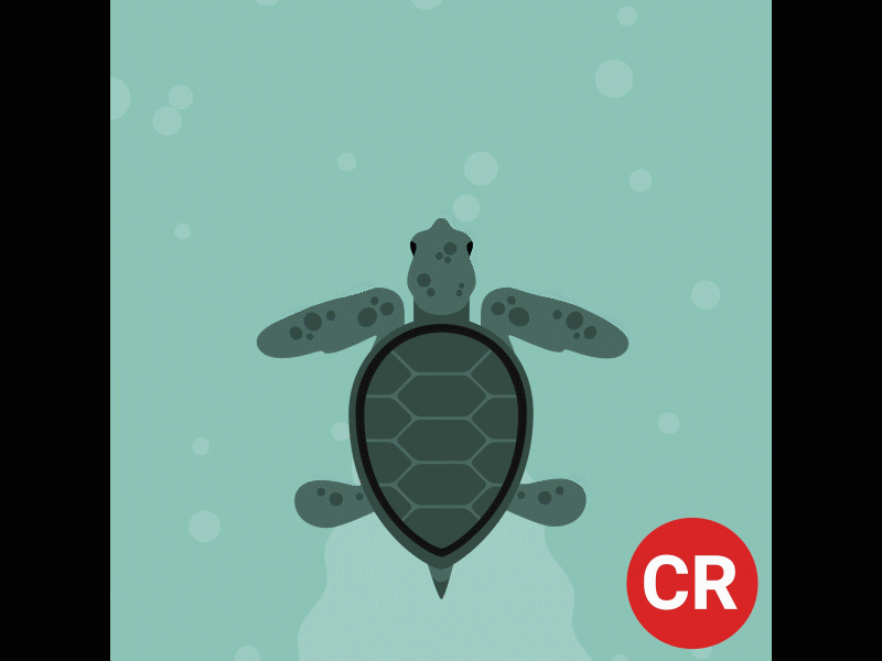 Hawksbill Sea Turtle (Critically Endangered) aftereffects animal animation character conservation design endangered graphicdesign illustration motiondesign motiongraphics ocean sealife turtle