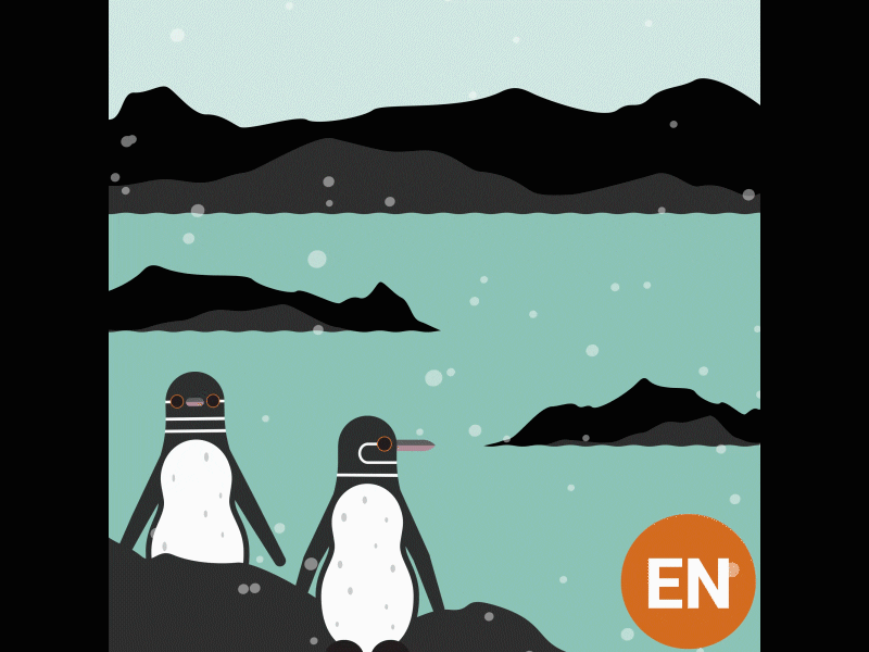 Galapagos Penguin (Endangered) aftereffects animal animation character conservation design endangered galapagospenguin graphicdesign illustration motiondesign motiongraphics penguin