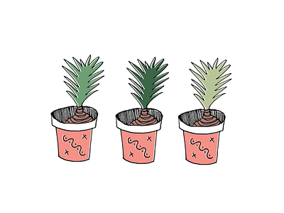 Potted Plants