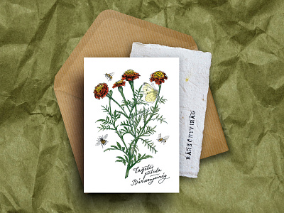 Paper Plant - Botanical greeting card, with marigold seeds design graphic design illustration typography water color