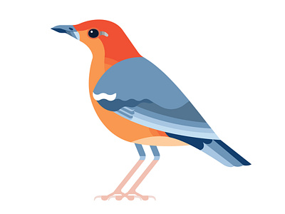 Orange-headed Thrush Bird bird fowl illustration illustrator indonesia nature vector wing
