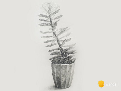 sketch black drawing plant sketch