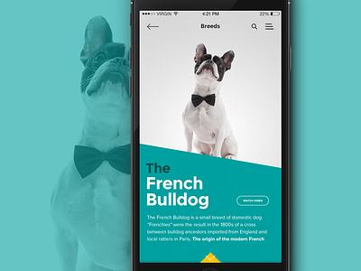 iOS Breed info screen app breed bulldog dog info ios mobile pet ui ux