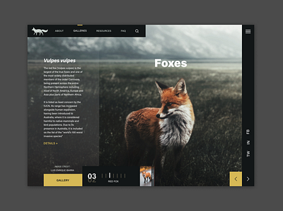 Fox Landing Page design fox landing page ui