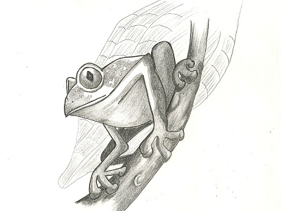 Sketch Frog