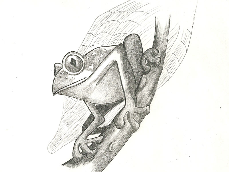 Sketch Frog by Daniel Solana on Dribbble